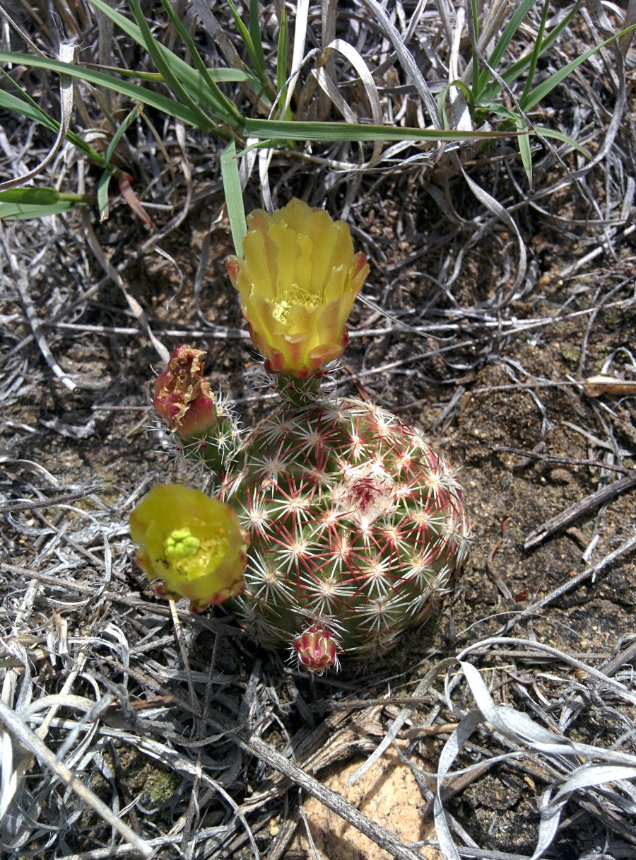 IMG_20160520_112639[1]